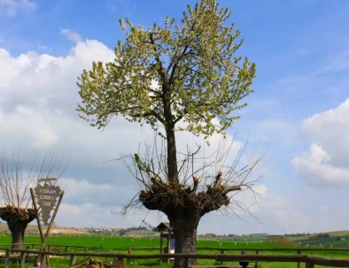 IT - Bialbero di Casorzo EN - Double Tree of Casorzo