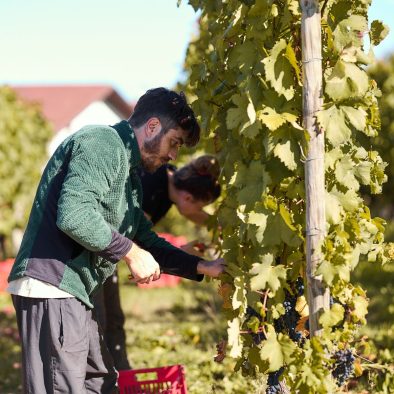 vigne mastri (3)